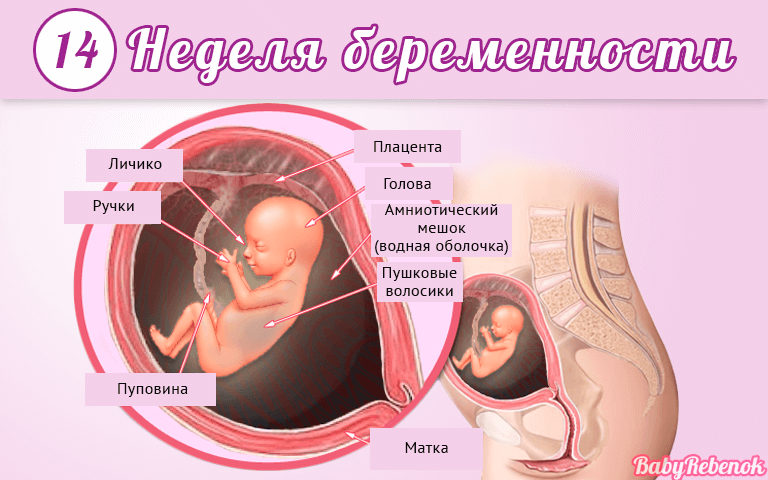14 неделя беременности: фото, животик, УЗИ, ощущения