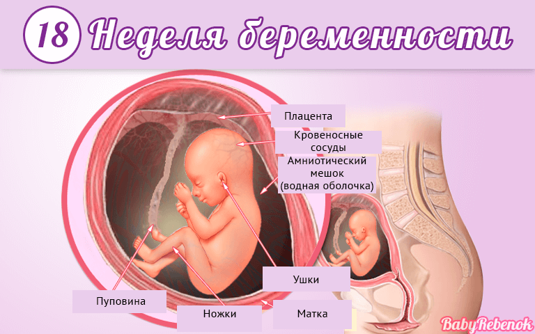 18 неделя беременности: фото, животик, УЗИ, ощущения
