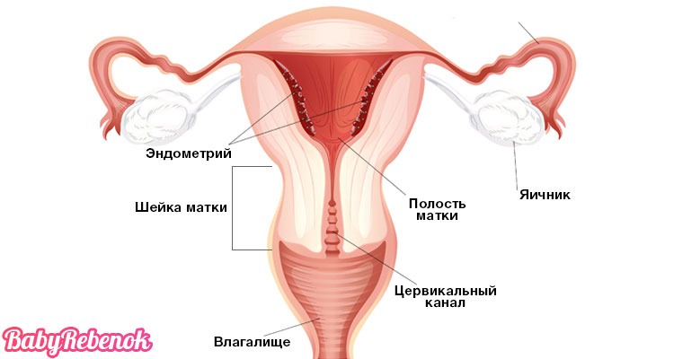 Шейка матки при беременности: короткая, размеры, длина, УЗИ